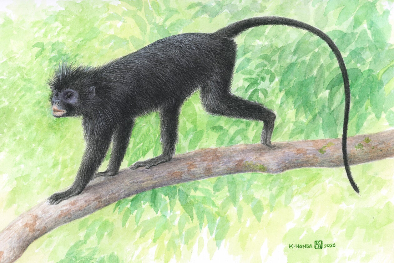 Artist rendering of the new monkey species