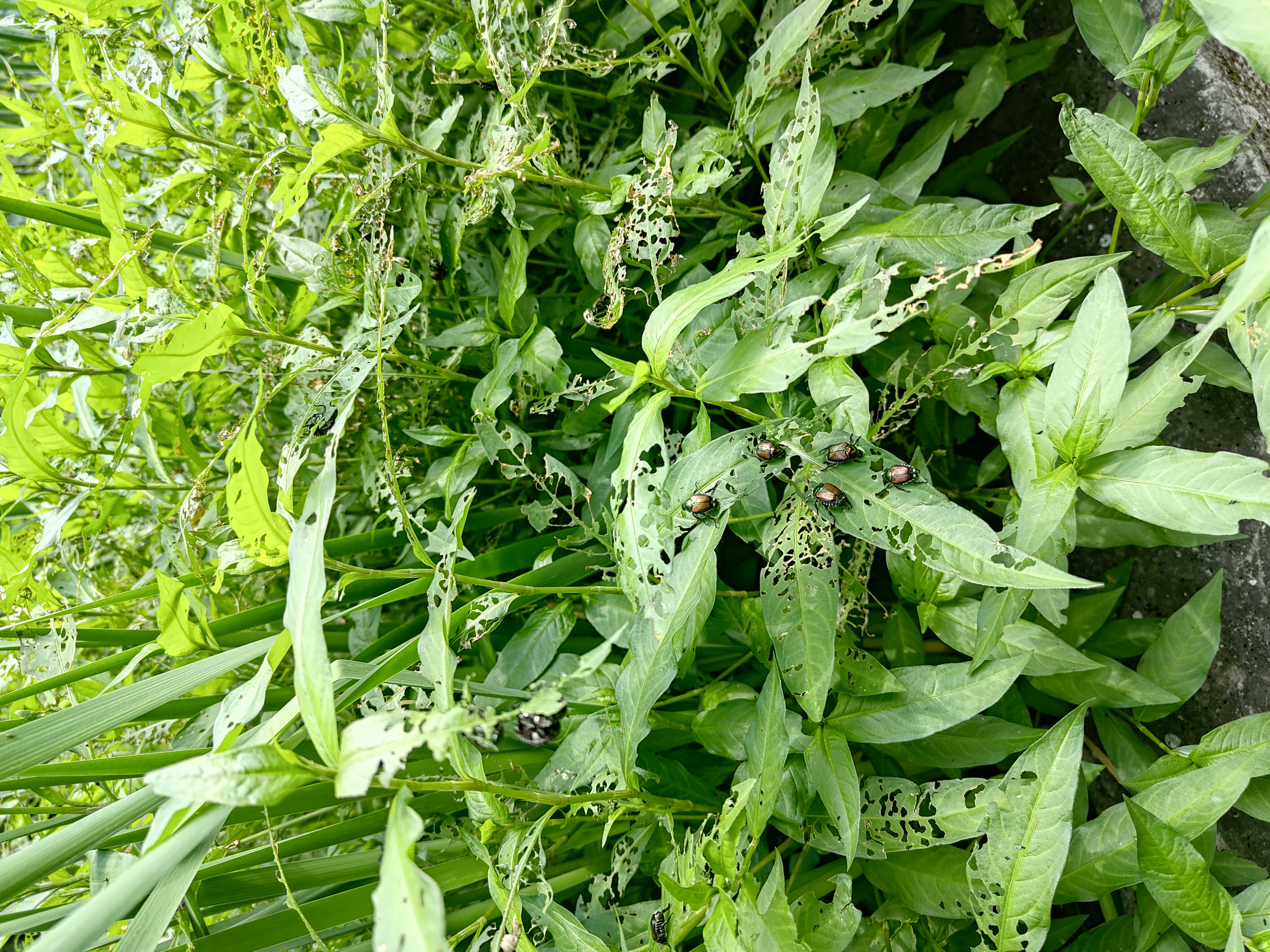 Plants being devoured by several Japanese beetles