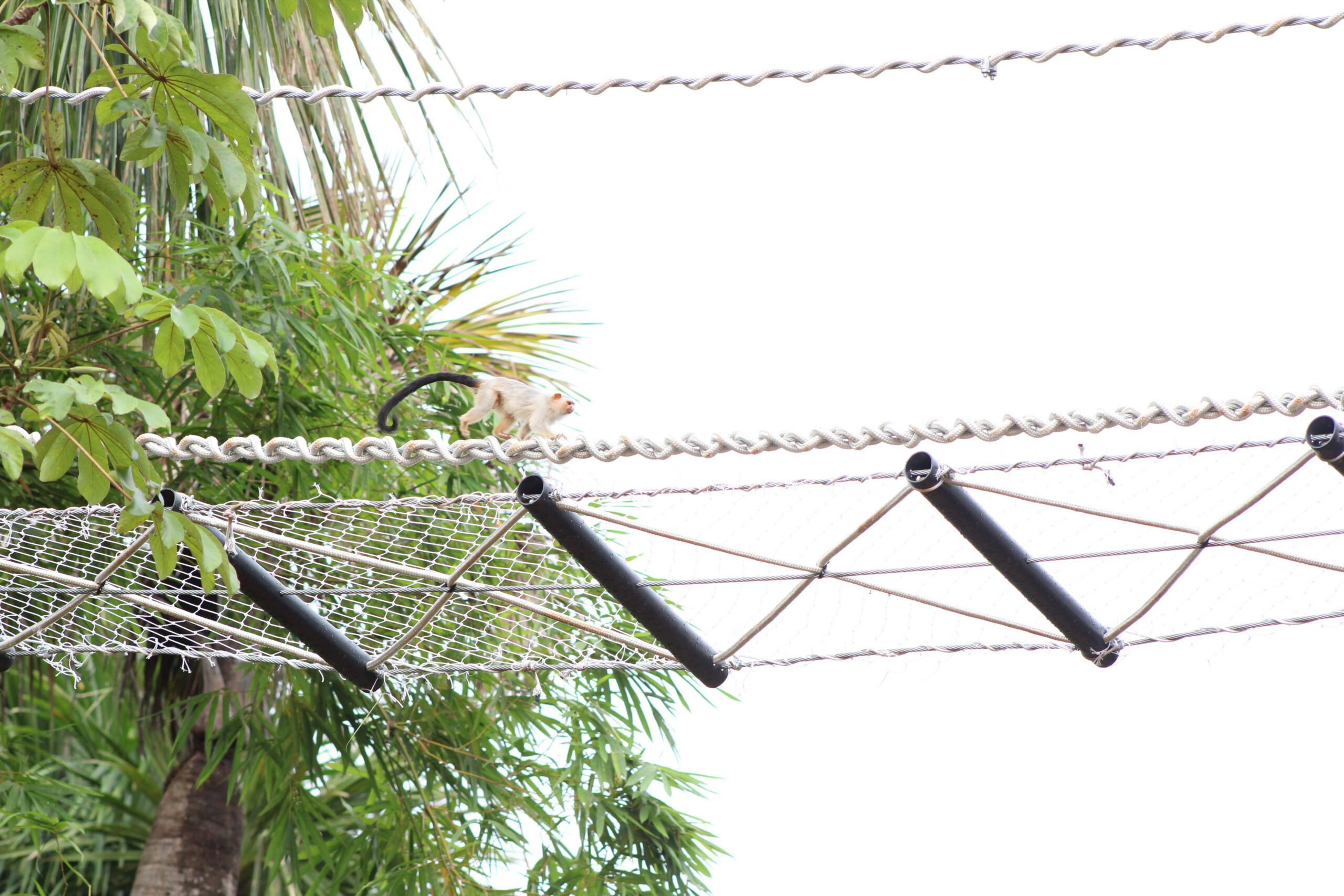 A schneider's marmosets (Mico schneideri) crossing one of the bridges in Alta Floresta. Image courtesy of Maelle Lima de Freitas.
