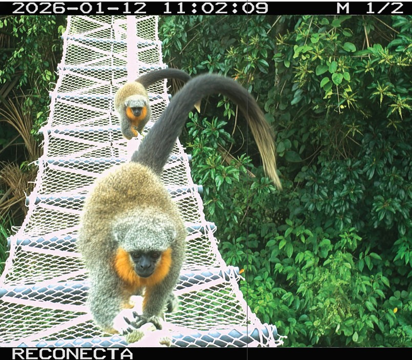 The Alta Floresta titi monkey is the symbol of Alta Floresta bridges program. Image courtesy of Smithsonian’s National Zoo and Conservation Biology Institute and Projeto Reconecta.