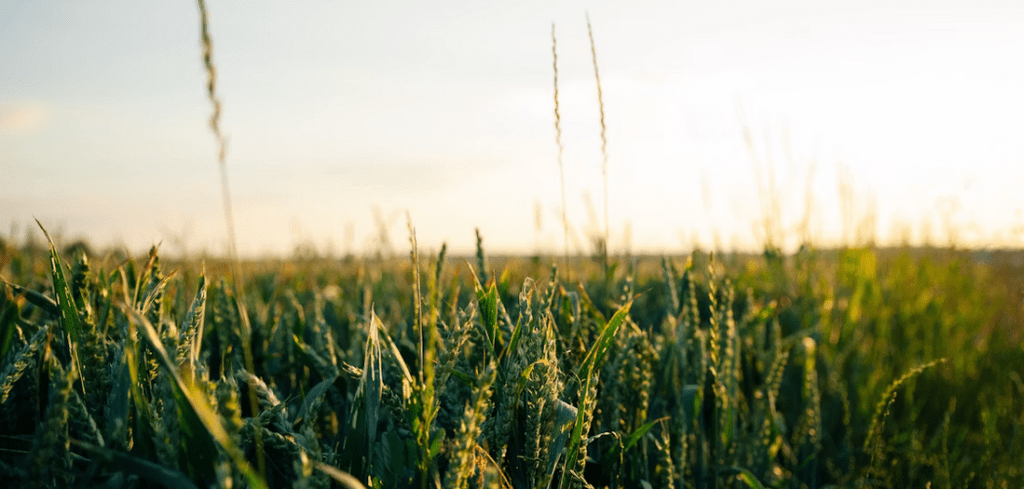 Field