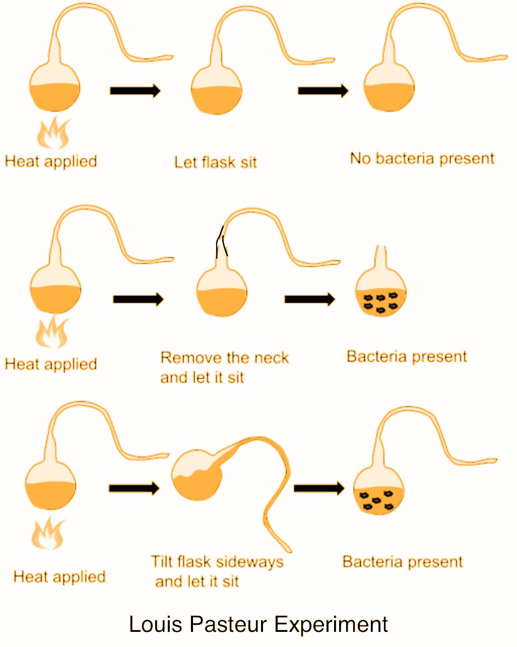 Pasteurs experiments and similar ones that followed class 11 biology CBSE