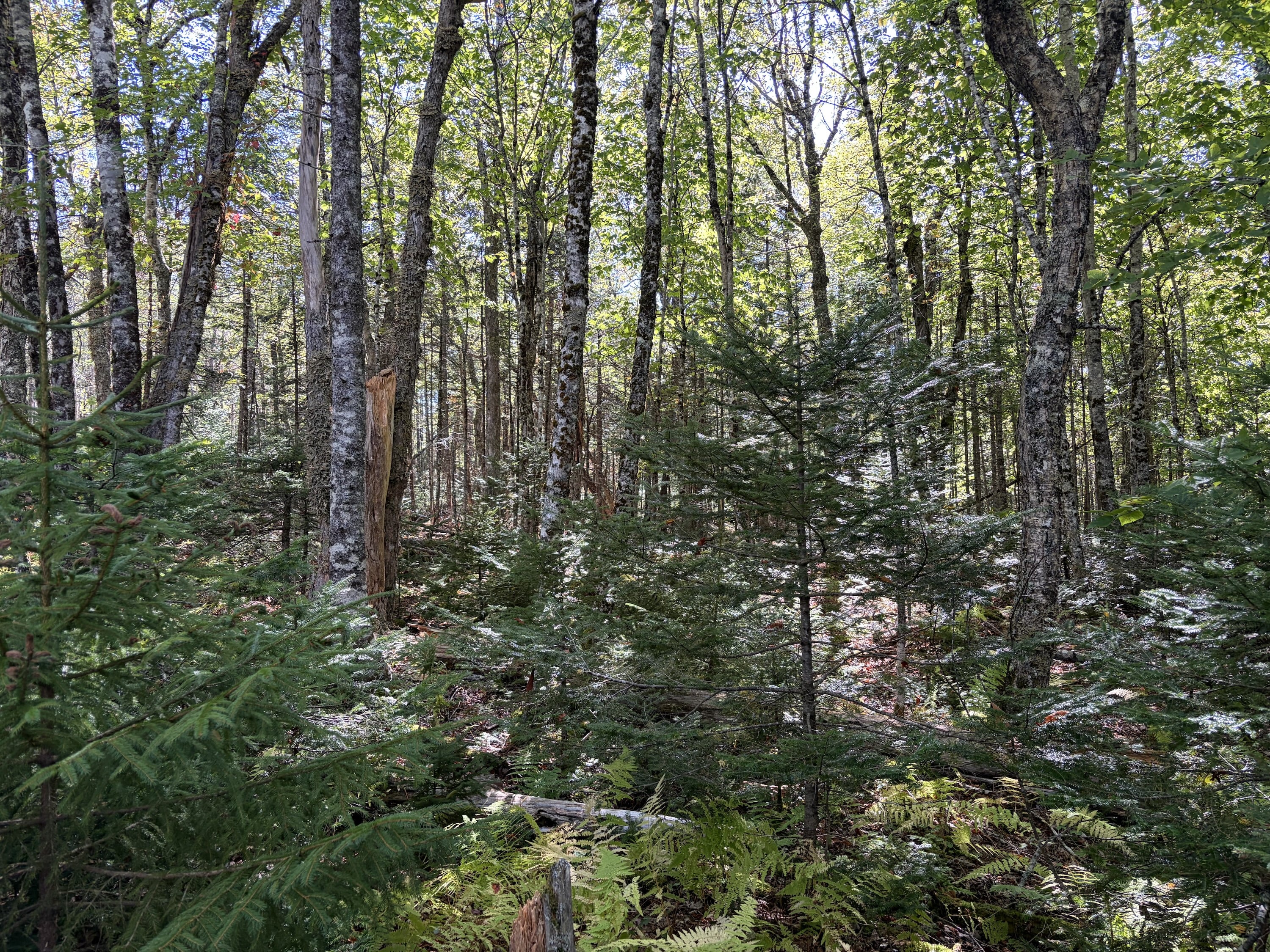 Picture of a forest
