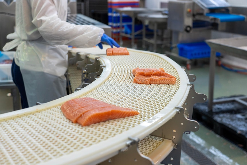 Fish on a conveyor belt production line.