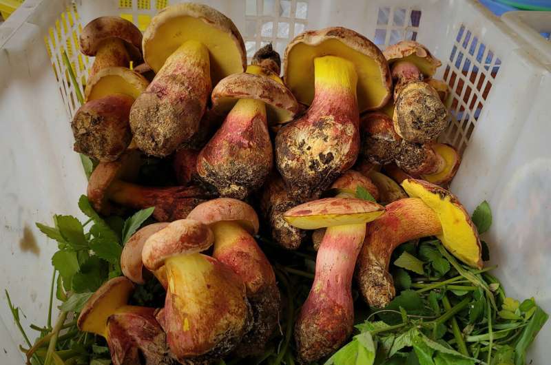 Mushroom behind 'tiny people' hallucinations identified