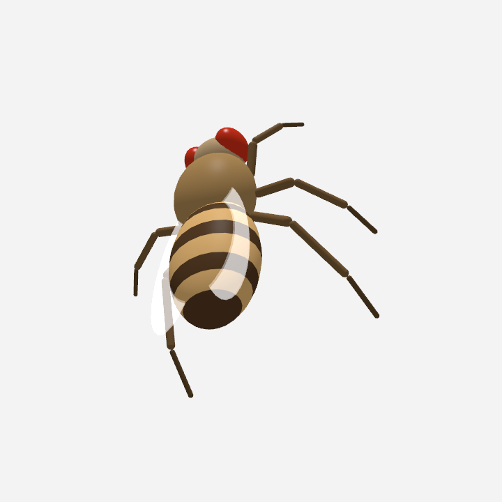 DesktopFly — a 3D fruit fly