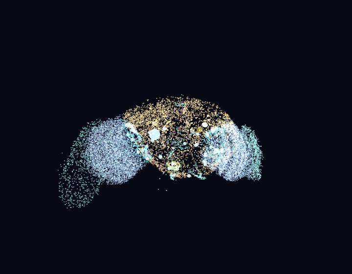Live brain window: 23,210 real neuron positions, spikes flashing
