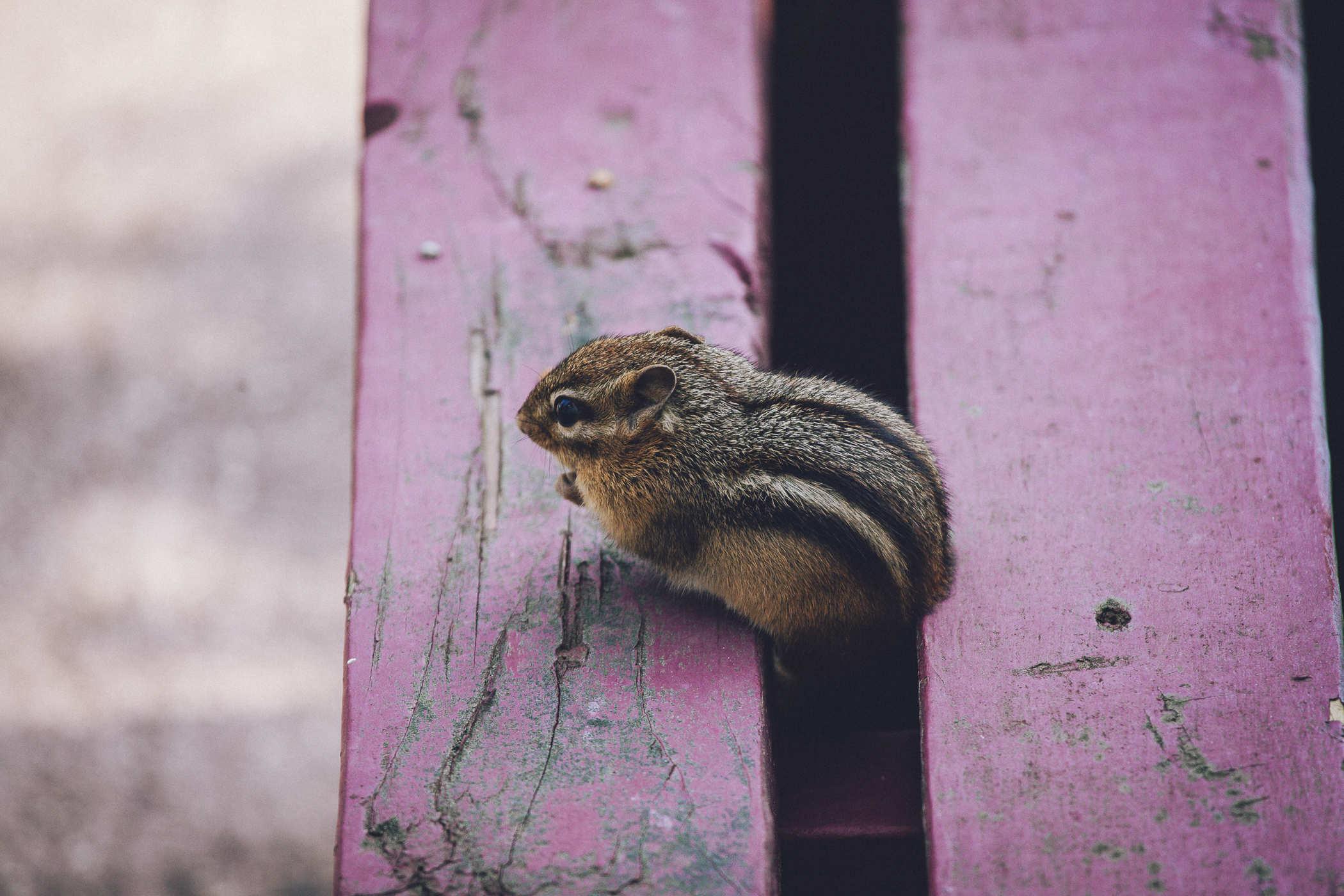 Photo of a small chipmunk eating a nut and sitting on a reddish bench