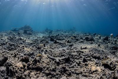 A bomb-fished coral reef in Sulawesi, Indonesia.