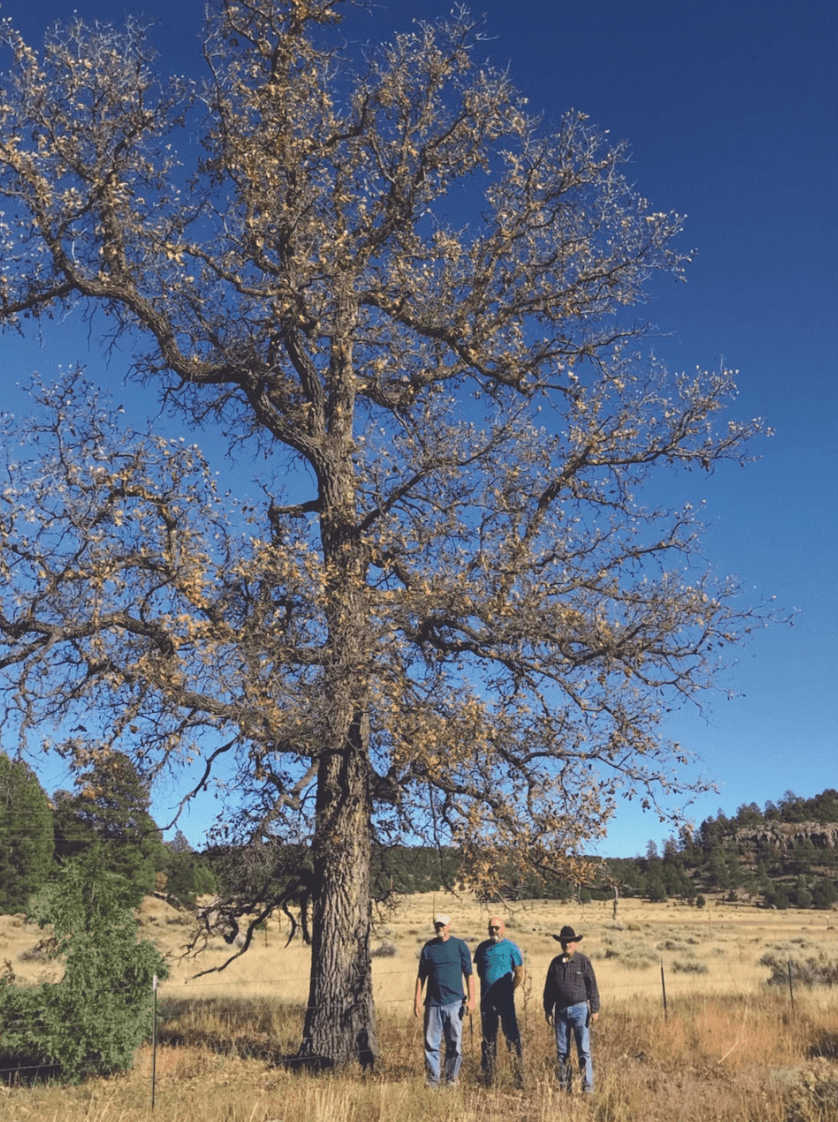 Gambel Oak tree against blue sky with three people standing at its base.