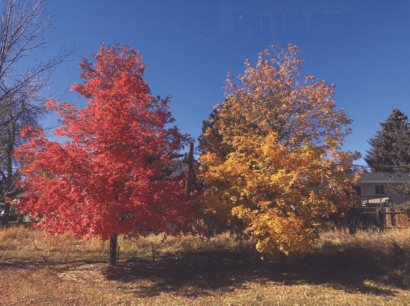 Red and yellow-leafed trees in fall glory against a blue sky.