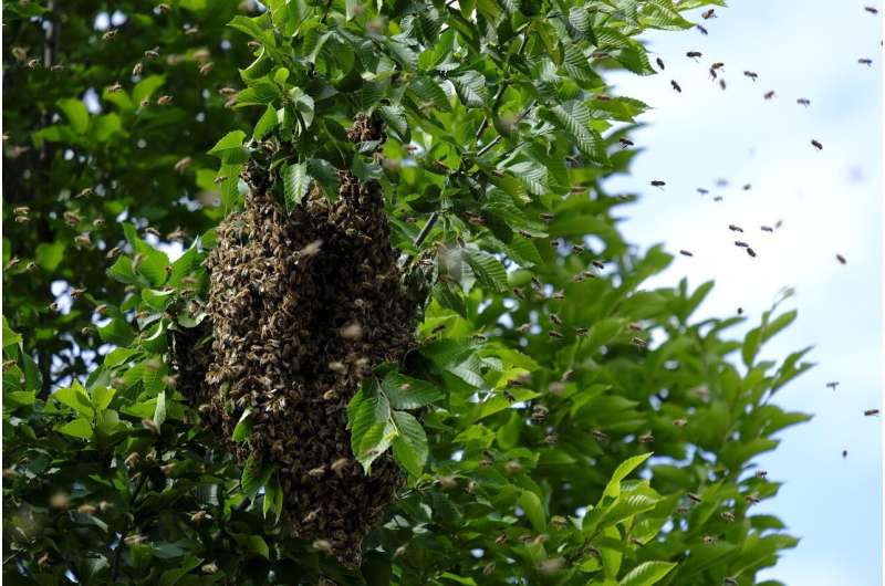 wild honey
