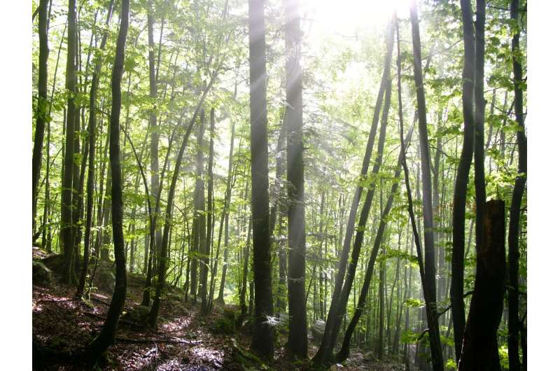 A newly discovered role for tension wood: the "muscle" trees use to correct their posture