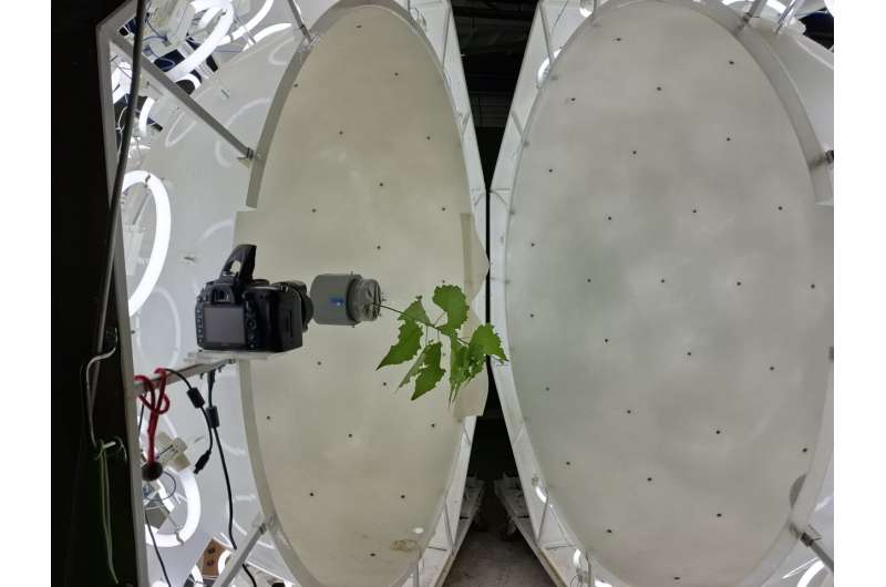 A newly discovered role for tension wood: the "muscle" trees use to correct their posture