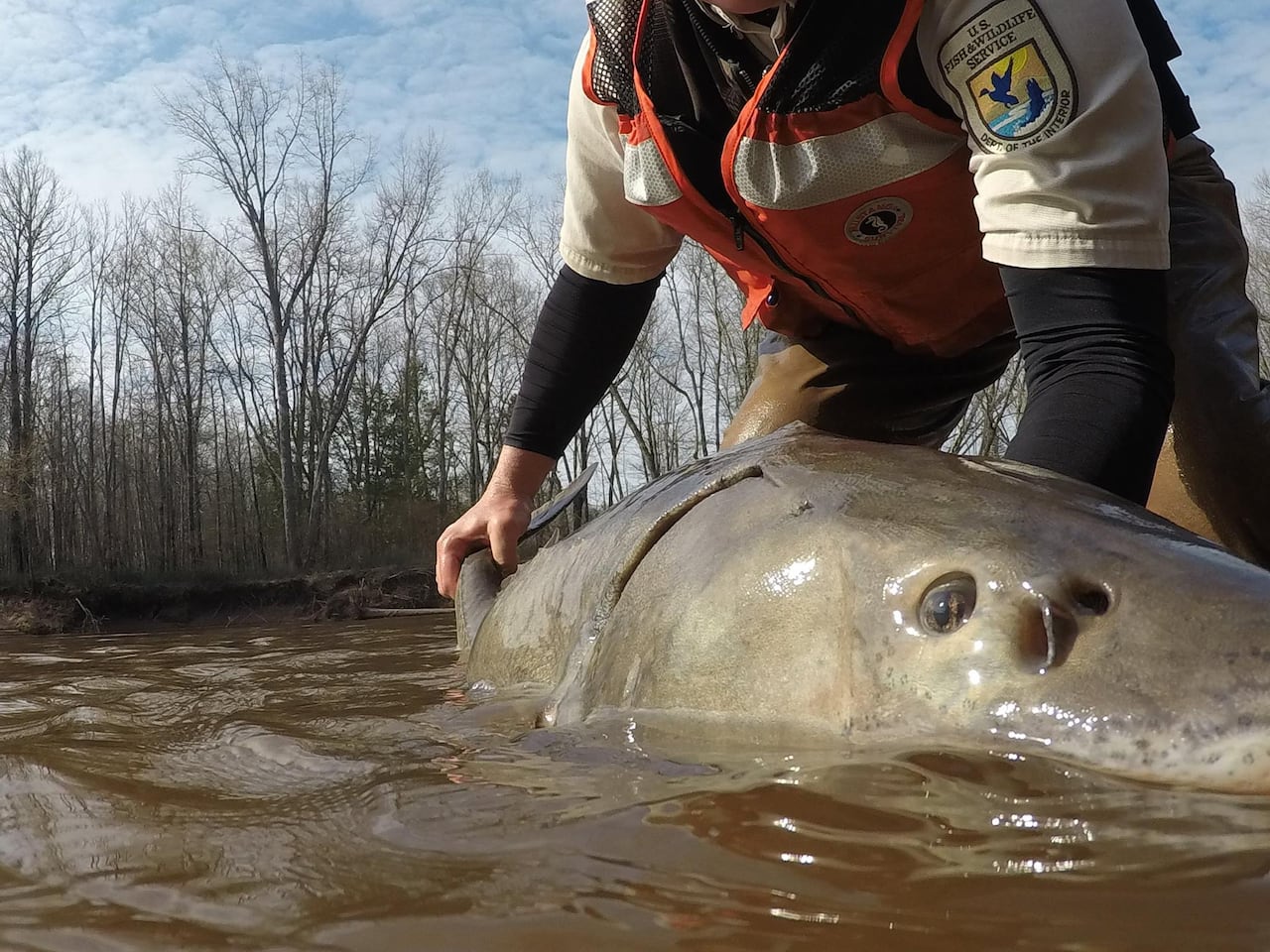 A U.S. Fish and Wildlife Service employee holds a lake sturgeon in the water.