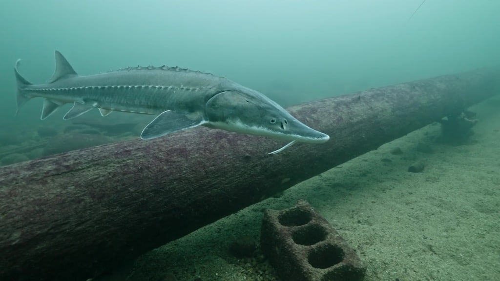 A lake sturgeon swims along the bottom of the Great Lakes.