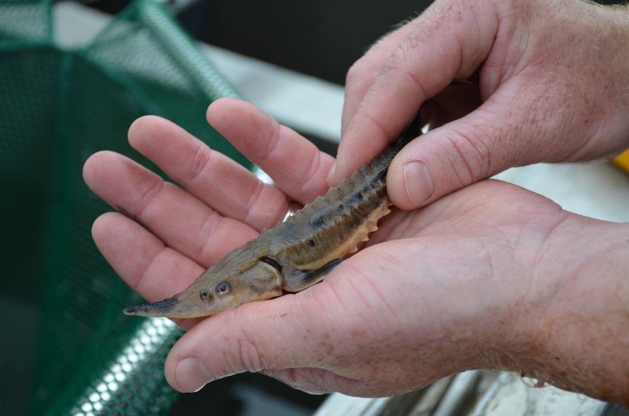 A small armoured-looking sturgeon fingerling in a person's hand.