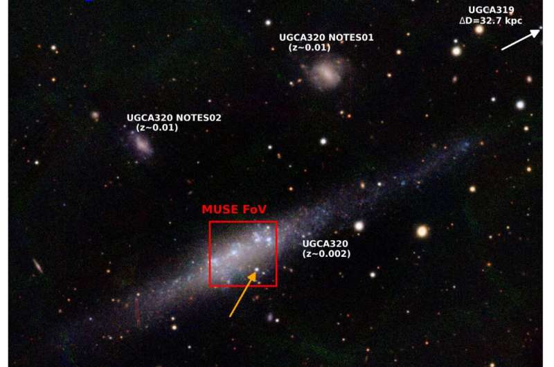A wandering black hole caught feeding on the run