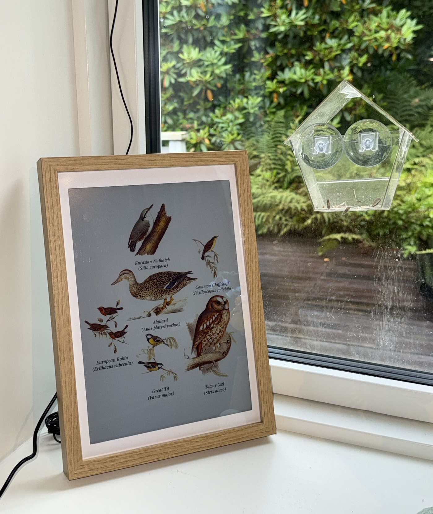 The frame on a kitchen windowsill showing six birds heard in the garden, a window feeder on the glass behind it