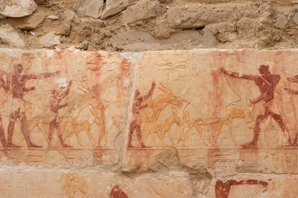 The surrounding walls were decorated with high-quality reliefs showing agricultural activities and processions bringing offerings into the tomb. Credit: Egypt’s Ministry of Tourism and Antiquities
