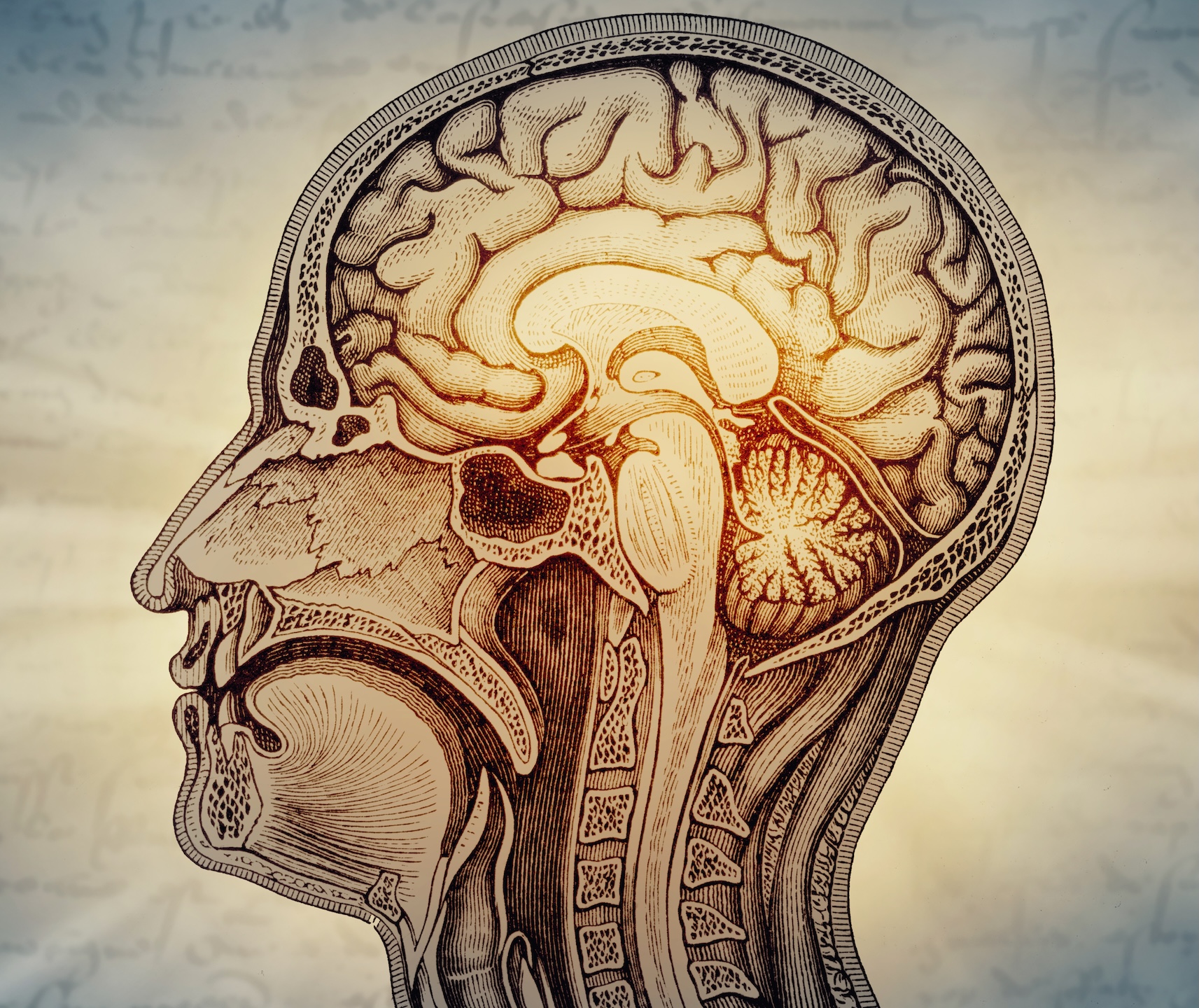 Human brain is two separate organs, Stanford Medicine-led research finds