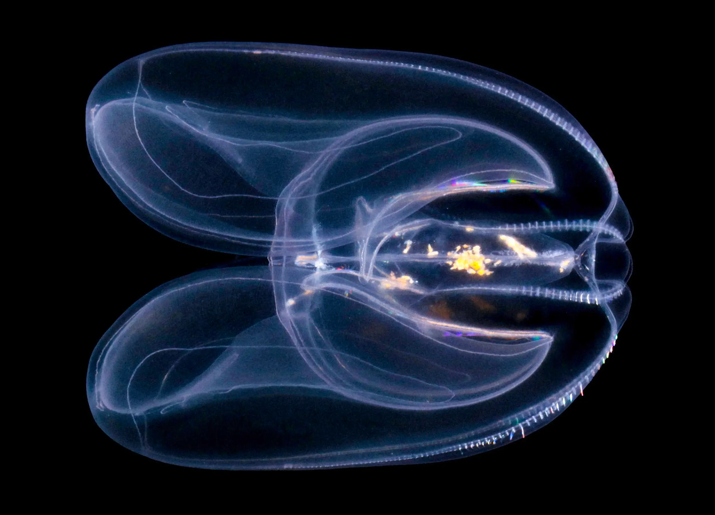 A translucent comb jelly against a black background glows white with faint rows of cilia visible along its edges.