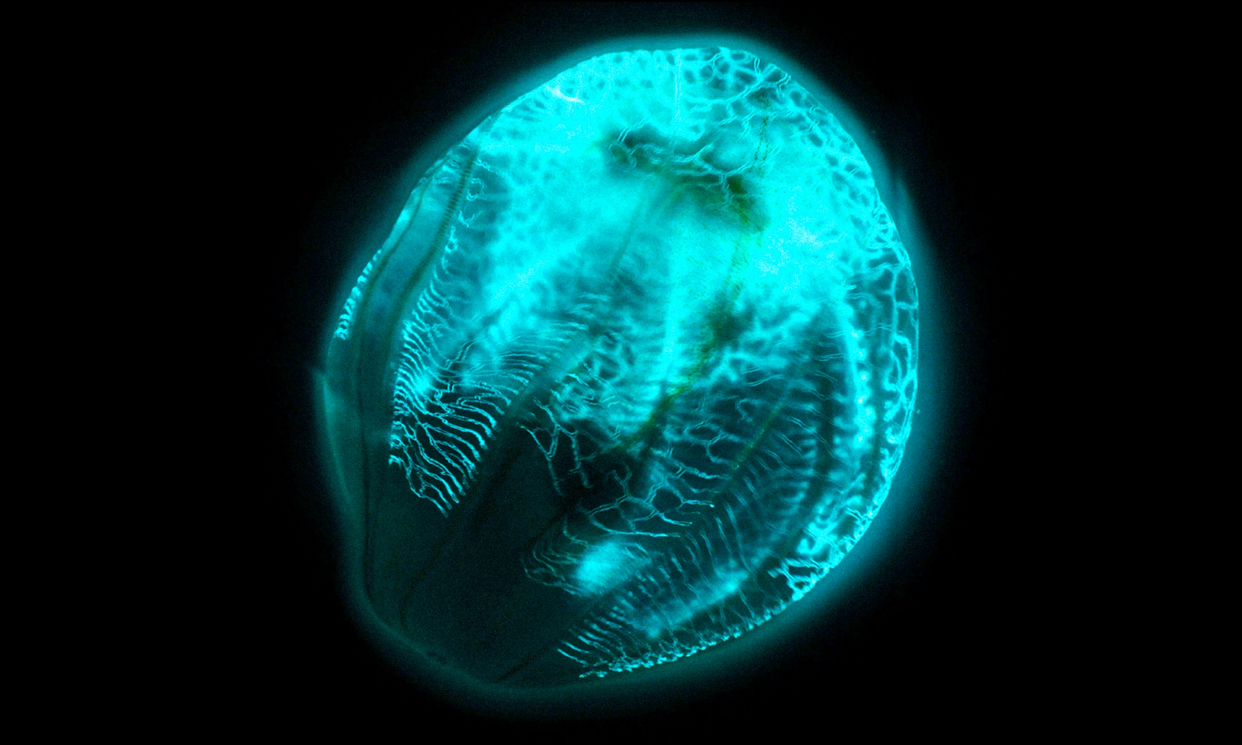 A round, translucent comb jelly glowing green with bioluminescence.